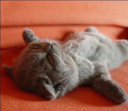 猫咪每天到底要睡多久才算正常？