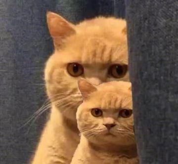 猫咪半夜狂叫是在骂主人吗？