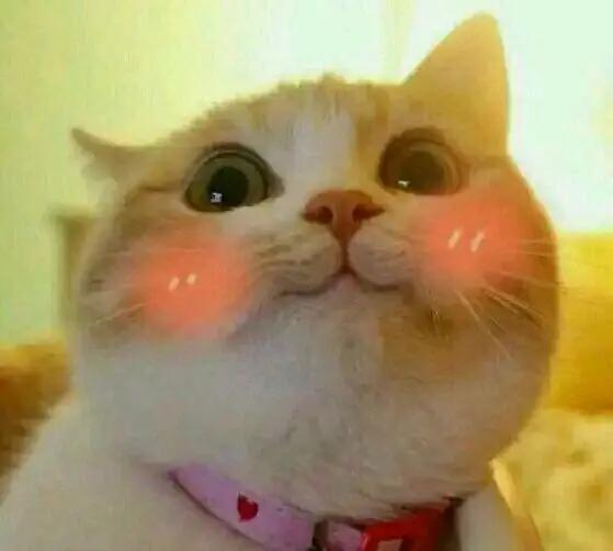 猫咪社区APP官网在线观看到底怎么玩？新手必看避坑指南！