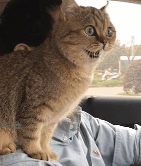 2025年梦见自己要生孩子预示什么?3招化解危机指南 2025年梦见自己要生孩子预示什么?3招化解危机指南