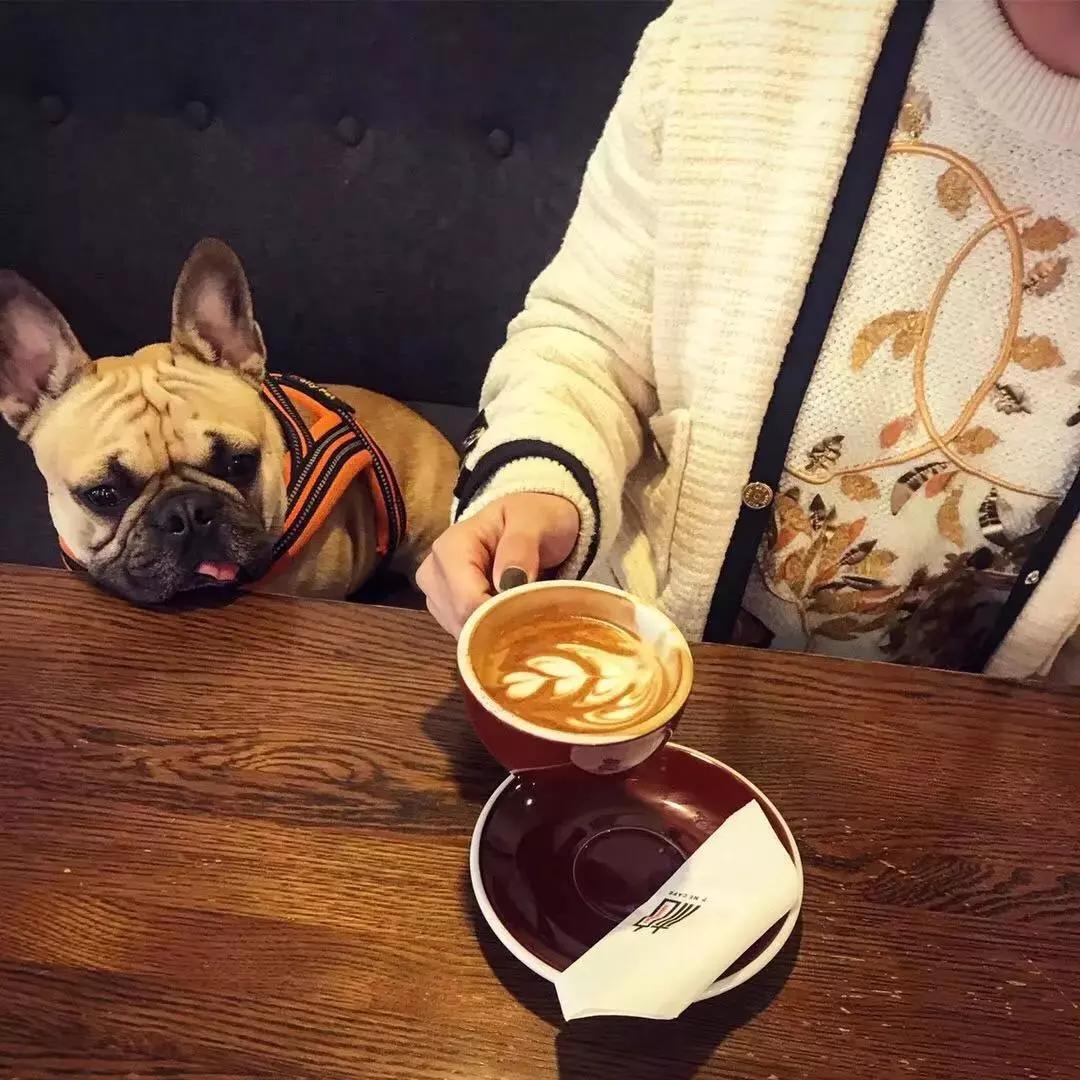 猫咪翻译软件真的能听懂主子说话吗？