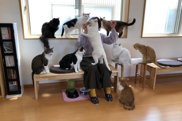 猫咪快播到底怎么用才能不踩坑？