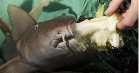 你家猫主子偷吃白菜了？