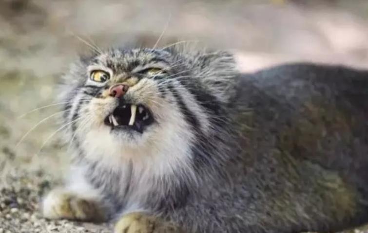 你家猫是虚胖还是真壮？