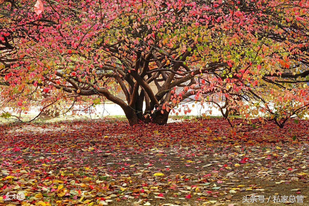 梦见苍蝇是财运还是霉运? 梦见苍蝇是财运还是霉运?