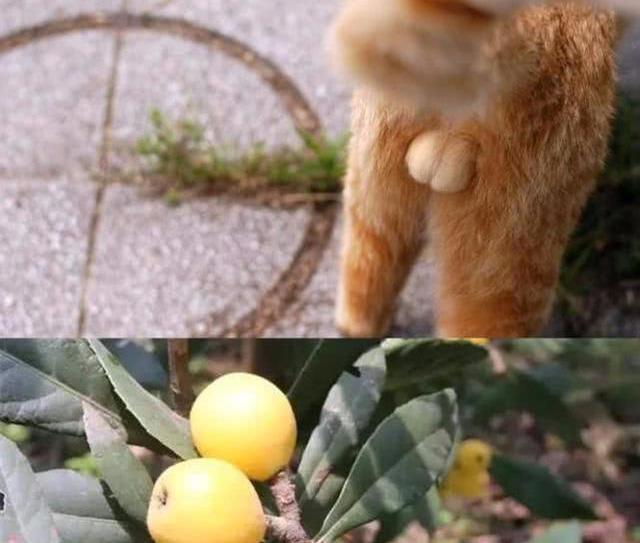 新来的猫主子三天不吃不喝正常吗? 新来的猫主子三天不吃不喝正常吗?