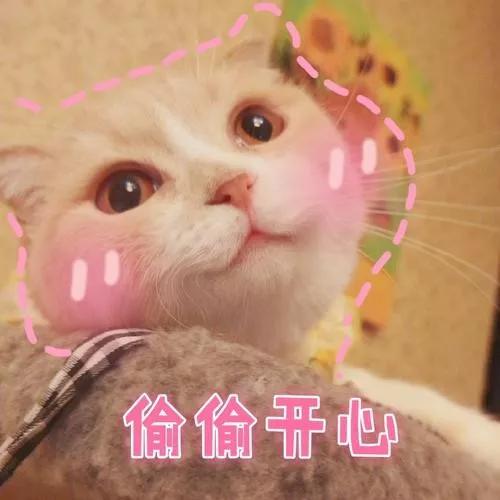 新手铲屎官如何给小奶猫起个好名字? 新手铲屎官如何给小奶猫起个好名字?