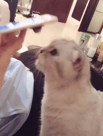 手机里缺了这款吸猫神器吗？