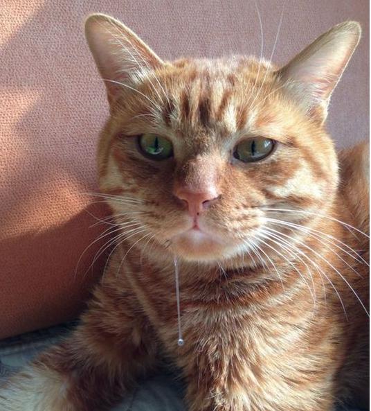 猫咪肚子一直叫是生病了吗？