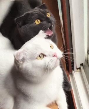 你家猫咪的嘴巴臭到能熏死蟑螂吗？