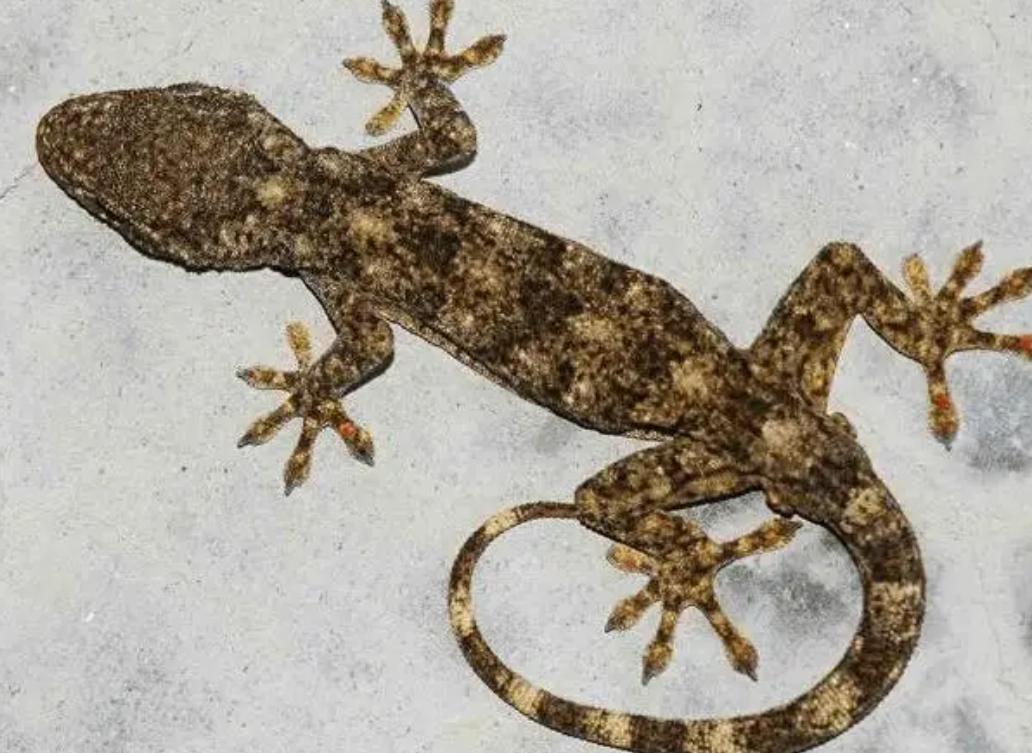 家里进壁虎是福还是祸? 家里进壁虎是福还是祸?