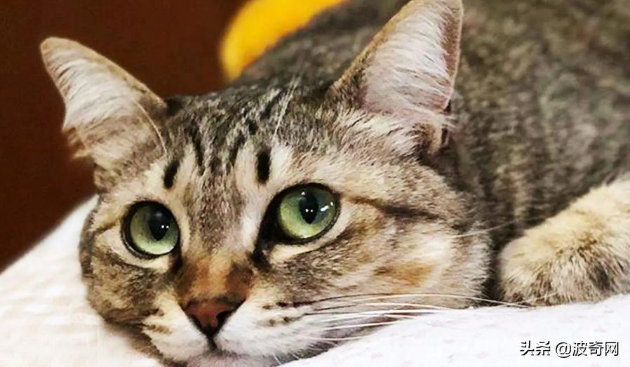 你家猫喉咙发出 咔咔 声是在咳嗽吗？