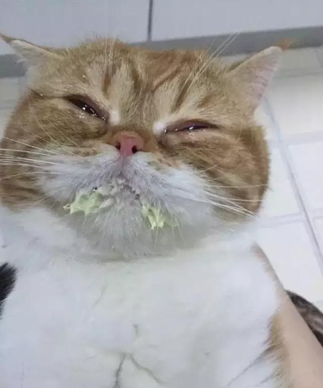 猫咪驱虫到底多久一次才科学? 猫咪驱虫到底多久一次才科学?