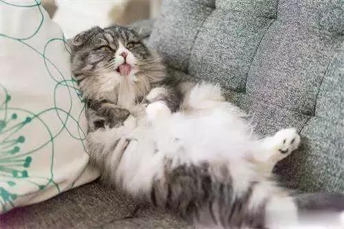 你家猫咪突然打喷嚏流眼泪?当心这个隐形杀手! 你家猫咪突然打喷嚏流眼泪?当心这个隐形杀手!