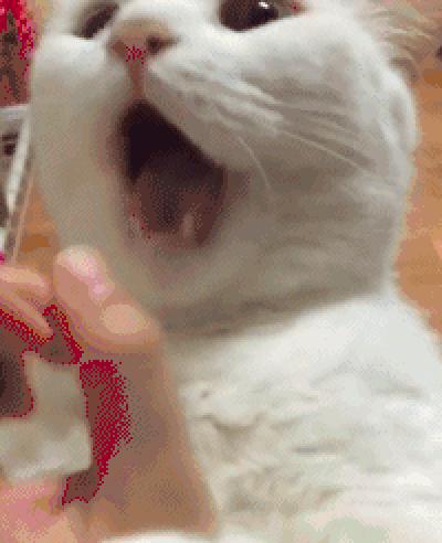 猫咪突然干呕还蔫了吧唧?这到底是咋回事啊? 猫咪突然干呕还蔫了吧唧?这到底是咋回事啊?