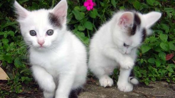 为什么我家猫咪总爱咬人？这些原因你可能没想到！