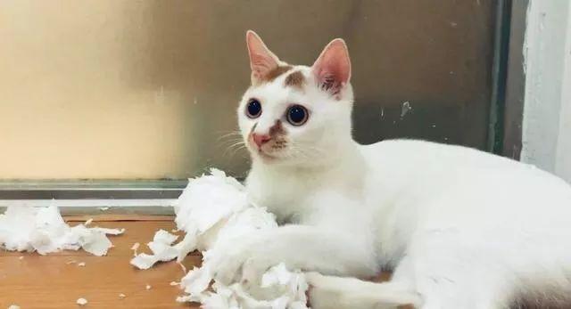 猫咪生不出崽子必须动刀要花多少钱？