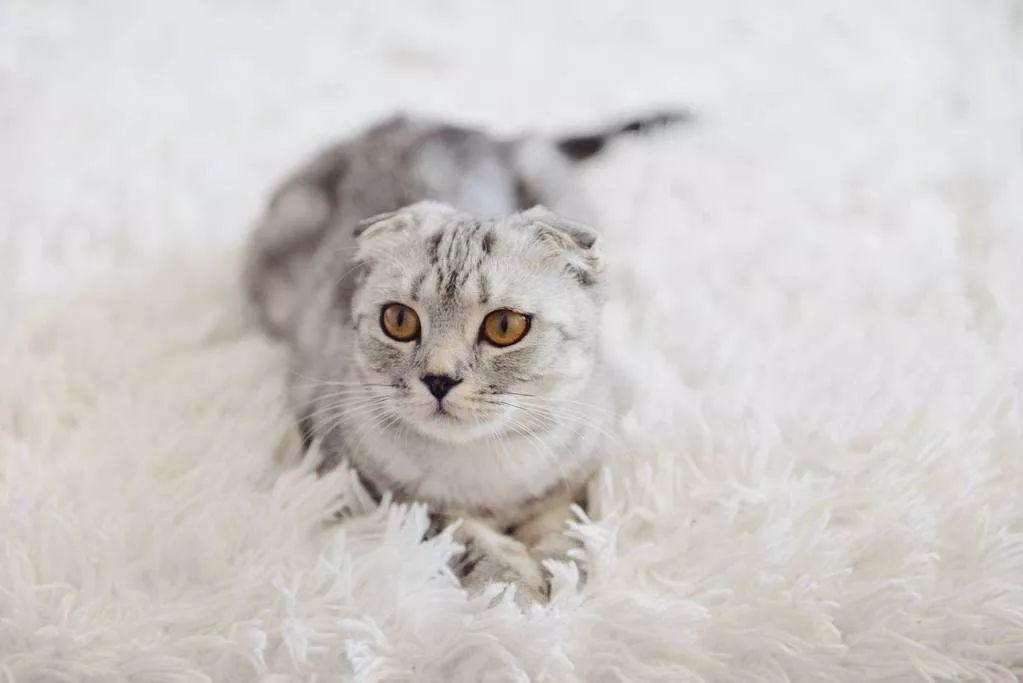 主子换粮就窜稀？新手如何保住沙发和地毯？