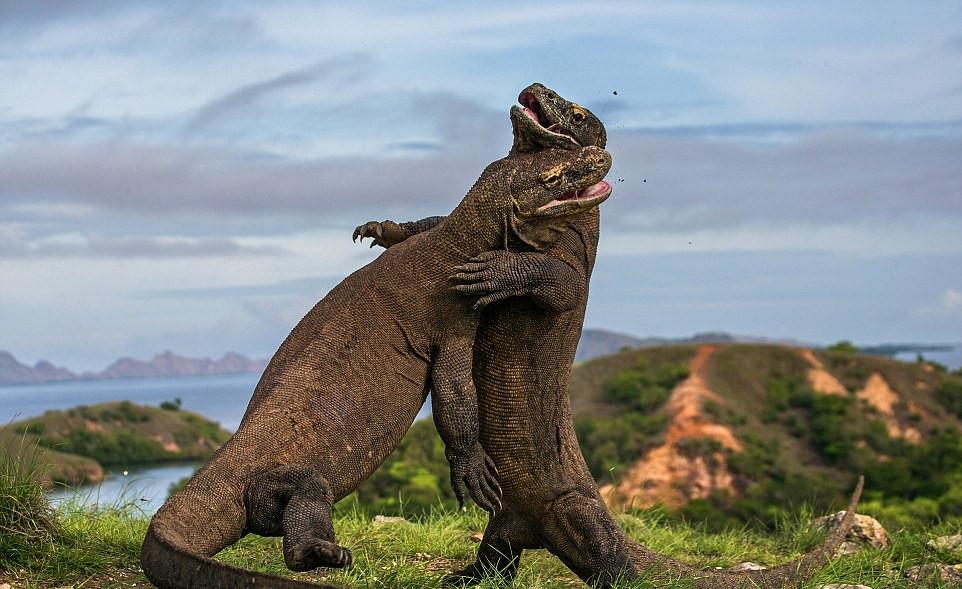 你家猫主子为啥总把尾巴竖得像天线? 你家猫主子为啥总把尾巴竖得像天线?