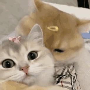 为什么这些猫咪表情能让你聊天秒变搞笑达人? 为什么这些猫咪表情能让你聊天秒变搞笑达人?