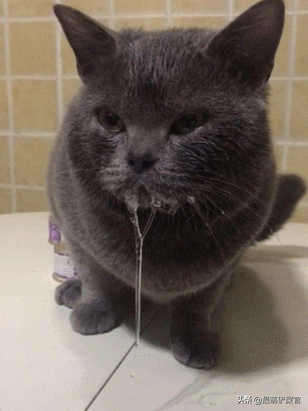 猫咪吐了带血丝怎么办?别慌!新手必看的紧急处理指南 猫咪吐了带血丝怎么办?别慌!新手必看的紧急处理指南