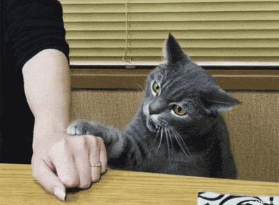 你家猫咪最近不对劲是不是生病了？