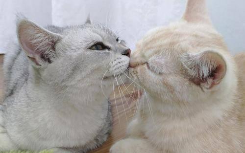 猫咪配种全过程需要多久？