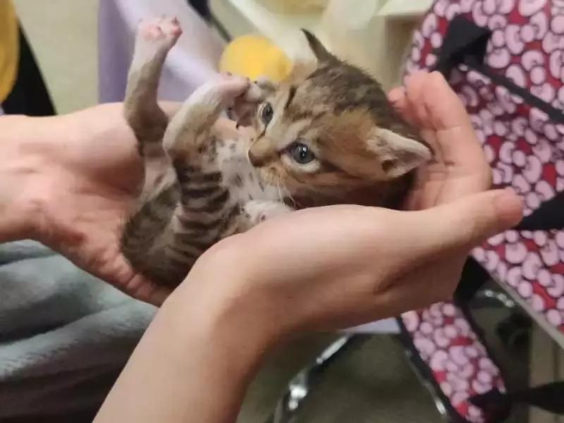 新手养猫最头疼的厕所问题怎么破？