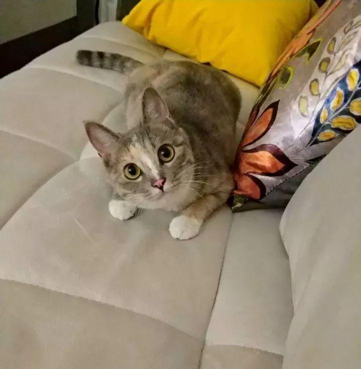 梦见体重上涨预示什么？2025周公解梦与心理分析