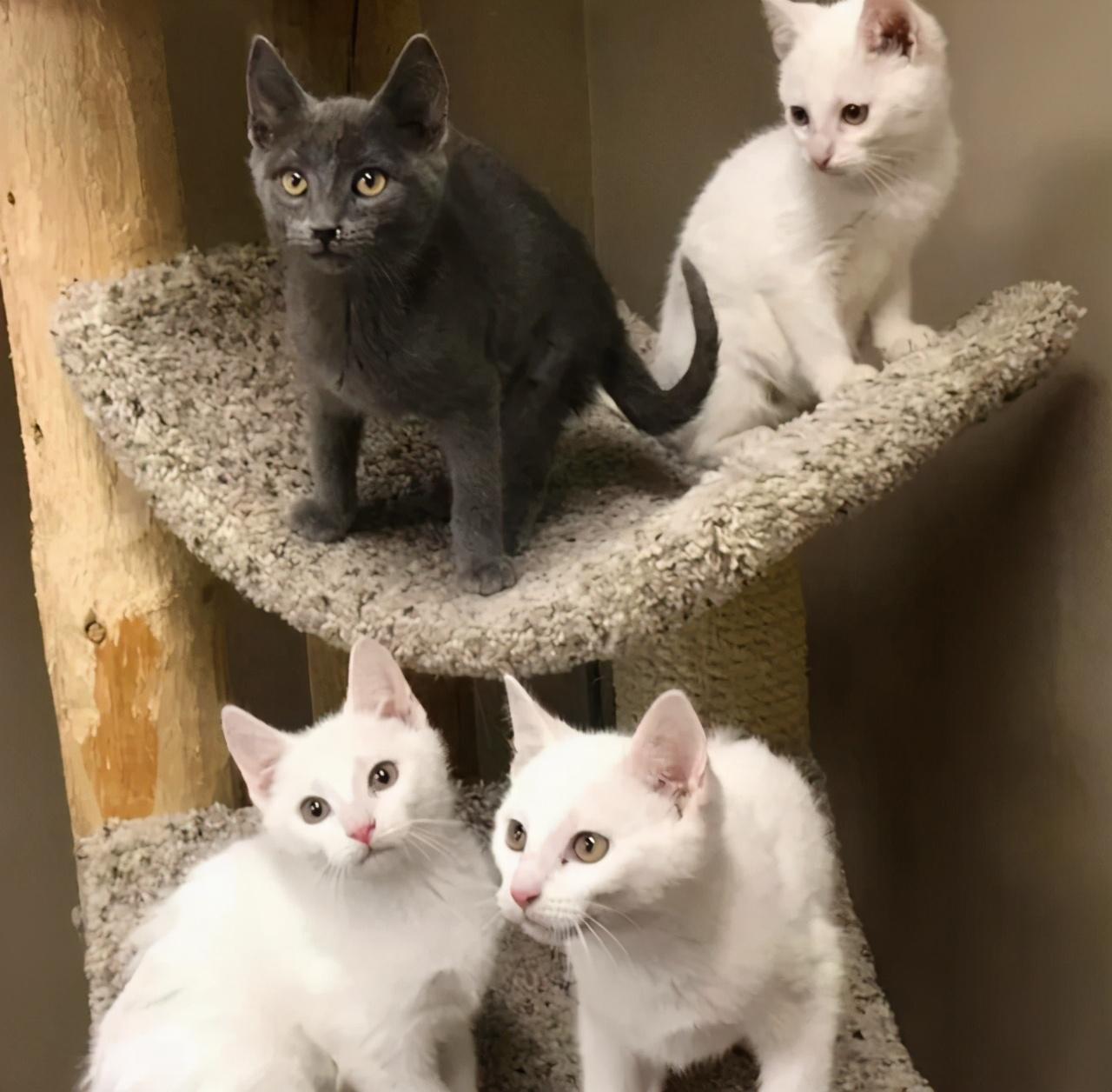 猫咪挠破沙发可能藏着大问题? 猫咪挠破沙发可能藏着大问题?