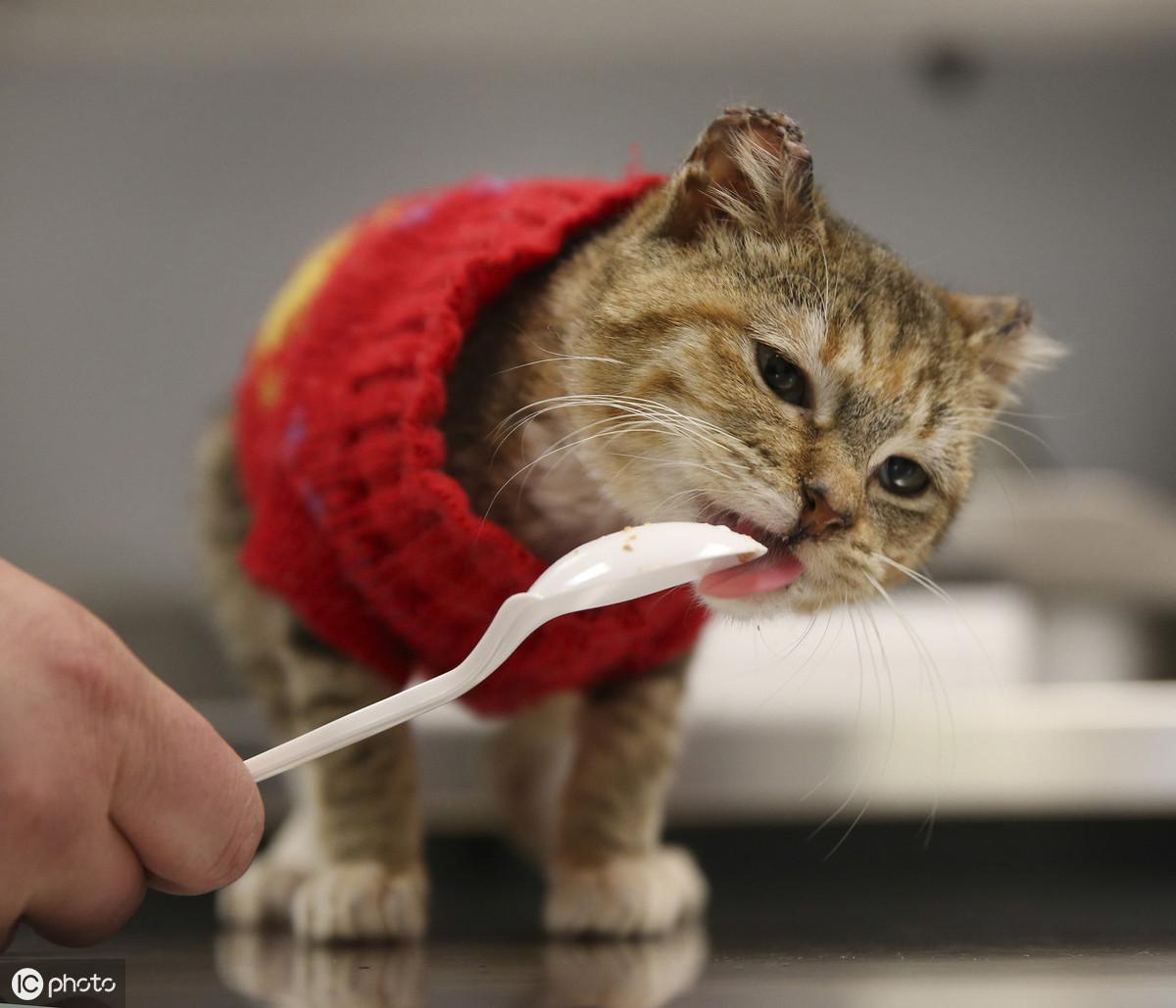 Baccarat Serpentin Vase: Karya Seni Bermanfaat dan Unik dari Baccarat