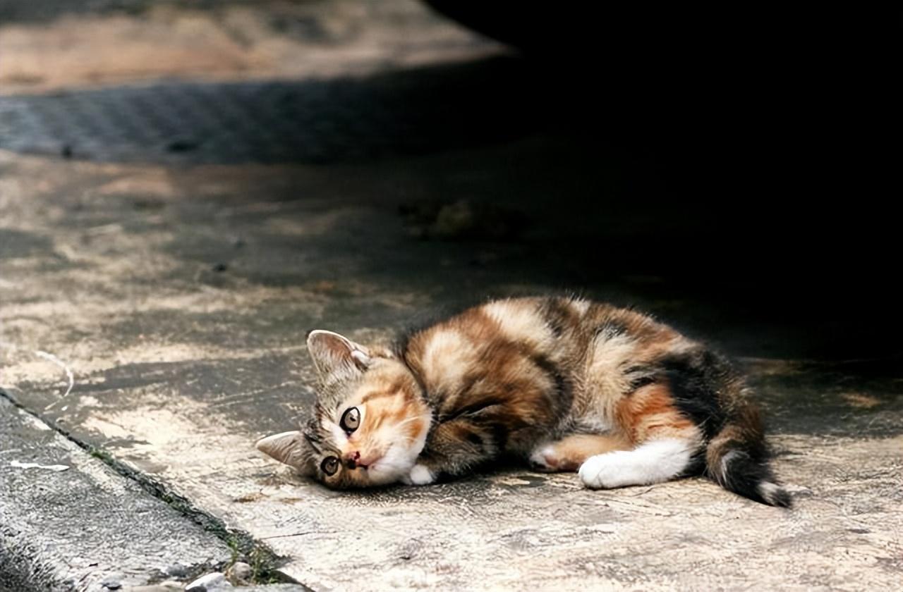 猫咪生病了会自己痊愈吗?新手必看救命指南 猫咪生病了会自己痊愈吗?新手必看救命指南