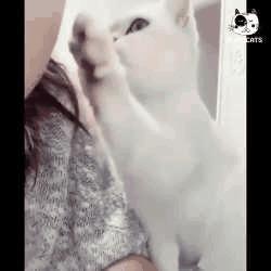 猫咪突然狂吃猫砂是生病了吗？