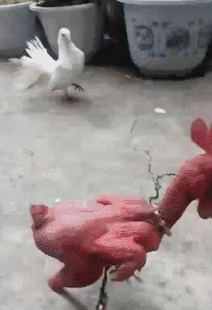 为什么我家猫咪睡觉呼吸声像拖拉机？