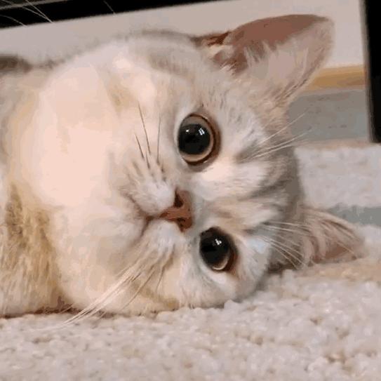 猫咪流口水正常吗？铲屎官必须知道的5个紧急信号