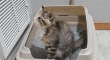 猫咪为什么总在地上拉屎？新手必看解决攻略