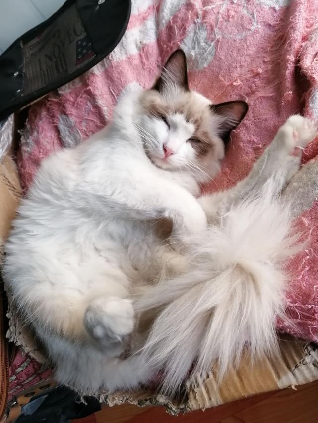 为什么你家猫总把屁股对着你？