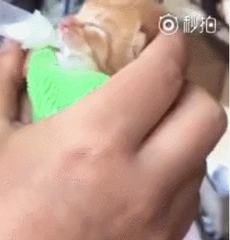 猫咪突然呕吐抽搐是中毒了吗？