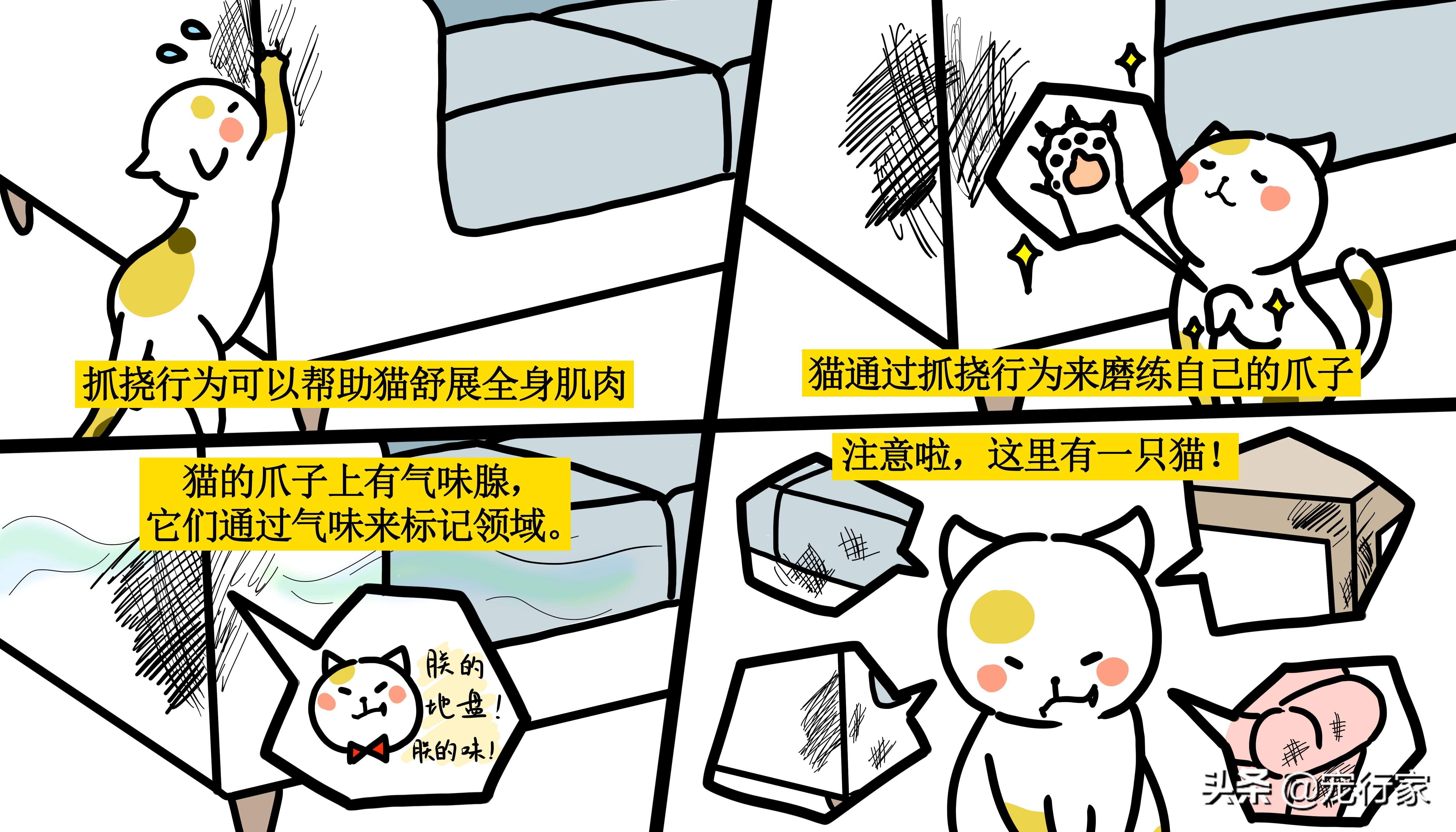 猫咪拉肚子挠耳朵?可能你忘了这个关键步骤! 猫咪拉肚子挠耳朵?可能你忘了这个关键步骤!