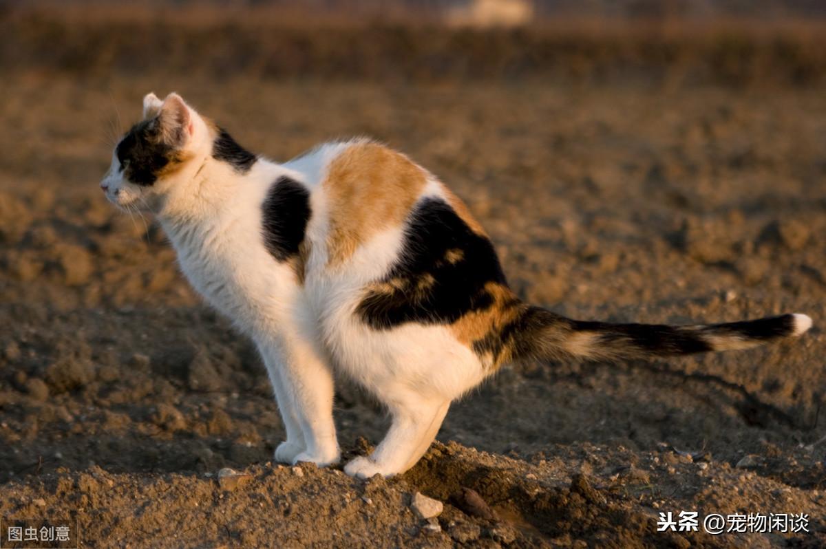 新手第一辆车选东风悦达起亚赛拉图到底值不值？