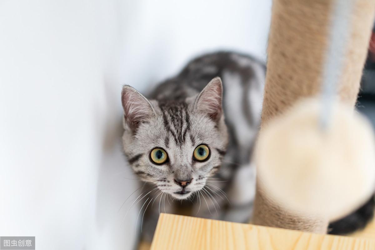 你家猫主子最近拉稀了？先别慌！