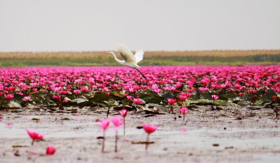 你家猫主子眼里的世界真是黑白的吗？