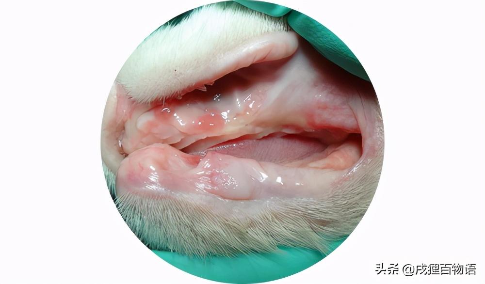 猫咪眼睛红肿是生病了吗? 猫咪眼睛红肿是生病了吗?