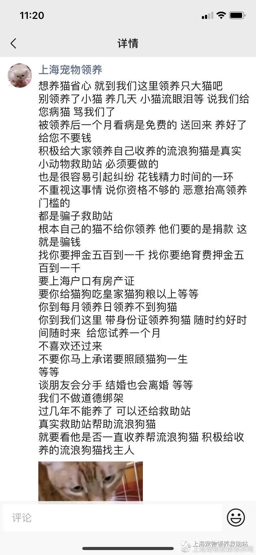 在上海领养猫咪真的那么难吗？