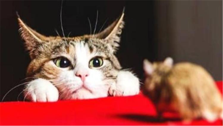 猫咪弓着背走路是生病了吗? 猫咪弓着背走路是生病了吗?