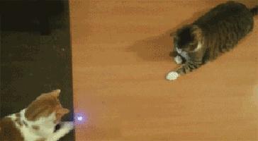 你家猫主子的身体里藏着多少黑科技？