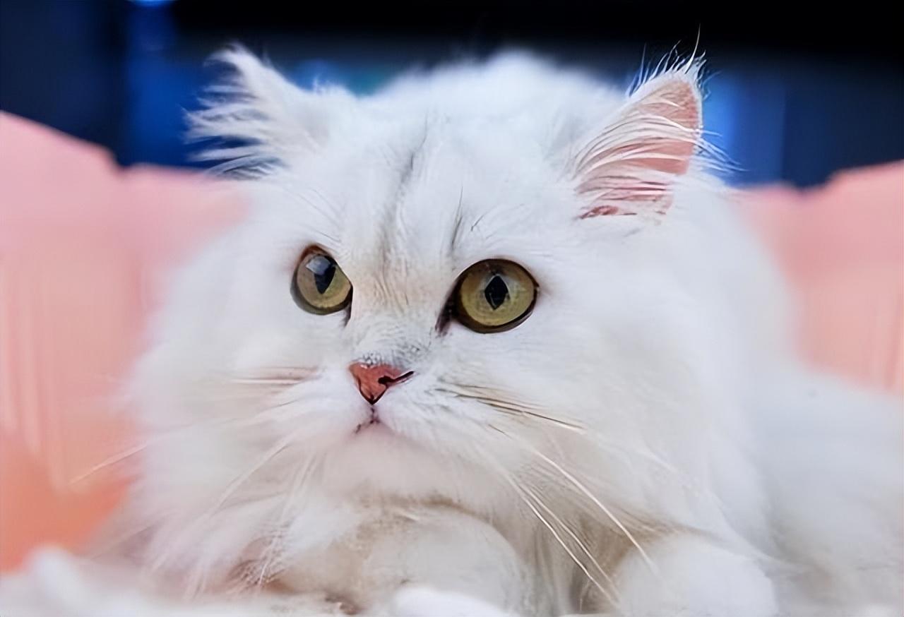 猫咪下巴发黑是中毒了吗? 猫咪下巴发黑是中毒了吗?