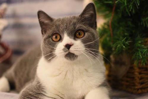 B200论坛：技术交流新阵地，行业资源汇聚地，探索知识共享与实战价值