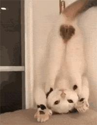 猫咪大便干燥带血?这5种情况千万别忽视! 猫咪大便干燥带血?这5种情况千万别忽视!