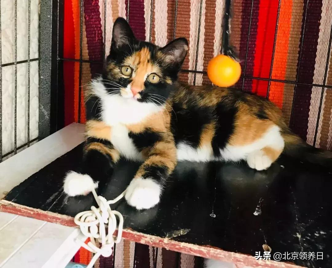 第七代凯美瑞值得买吗？省2万油费 提速3天提车避坑指南